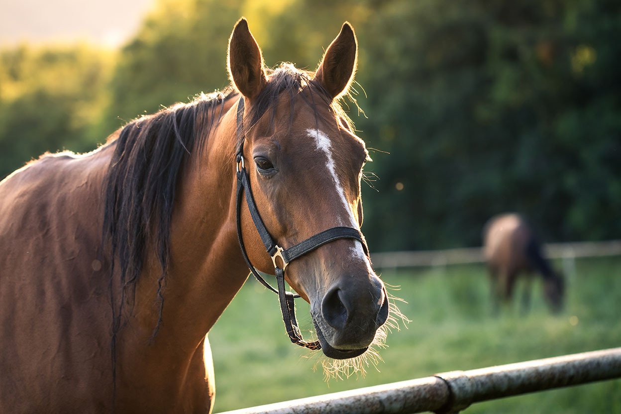 Stock Photo of Horse for Tusker