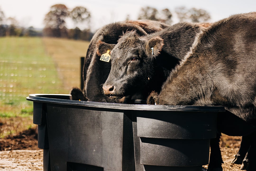 Tusker Livestock Stock Tank