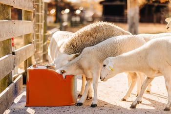 Tusker Livestock Water Tanks Low Profile Stall Electric