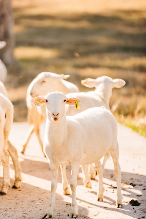 Tusker Livestock Water Tanks Sheep-Web