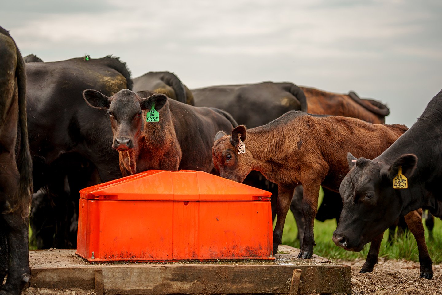 Palmer Angus-TX-Tusker-Double Energy Free Waterer 352NG-View 107-Web