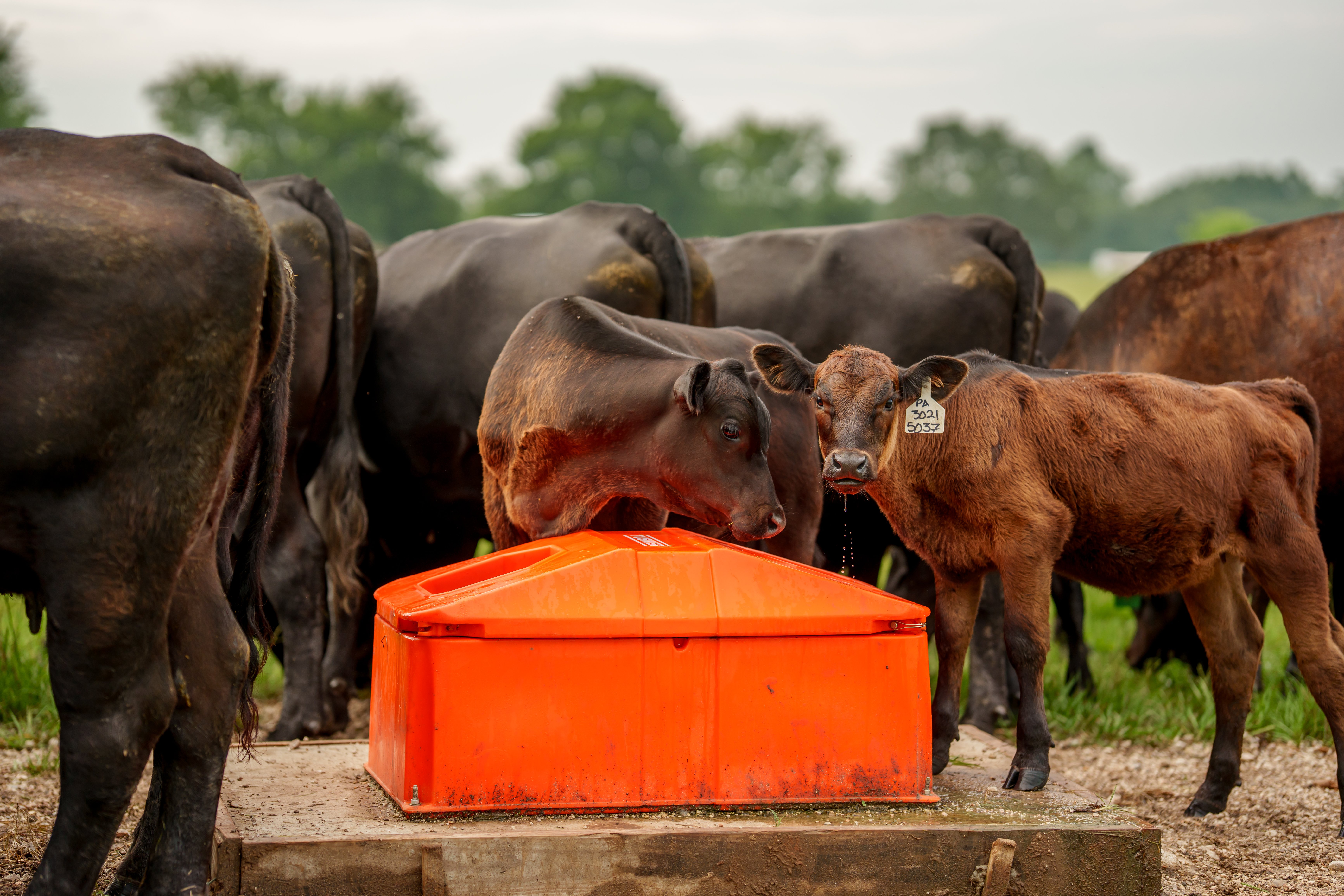 From Calves To Cows: Multi-Height Water Stations For Growing Herds