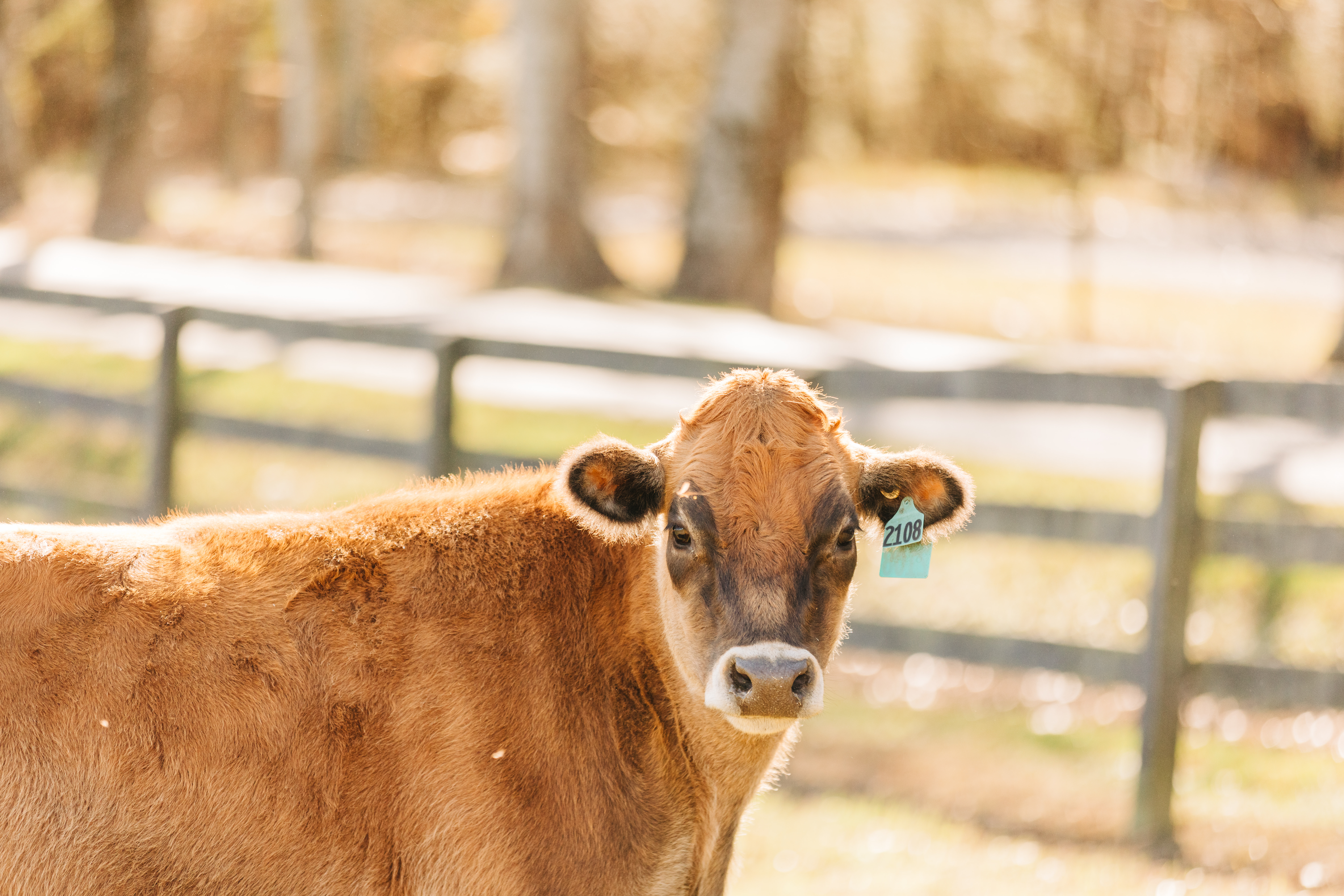 Advantages of Automatic Livestock Waterers