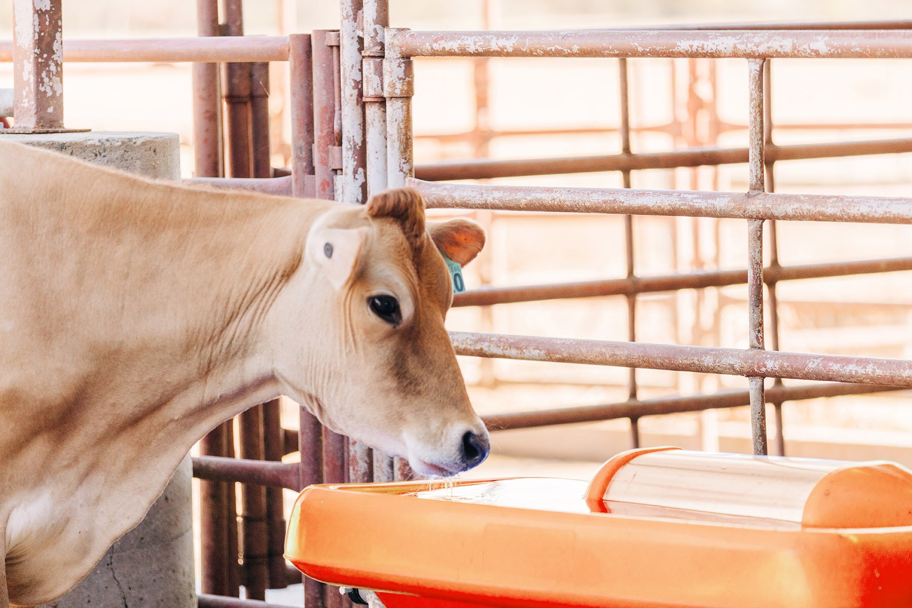 How Much Water Do Your Animals Need in the Summer?