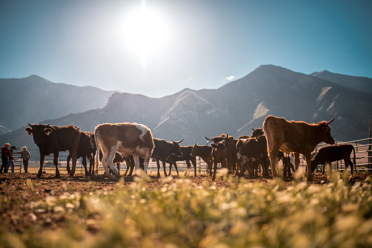 Keep Cool, Keep Grazing: A Summer Guide to Livestock Heat Stress Prevention