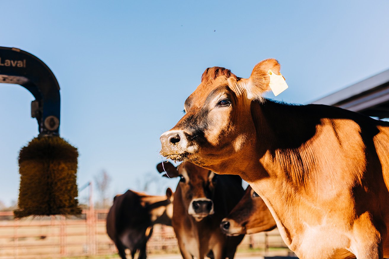 Livestock Farming 101: The Basics of Caring for Your Livestock