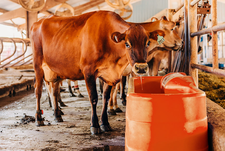 Optimizing Livestock Hydration
