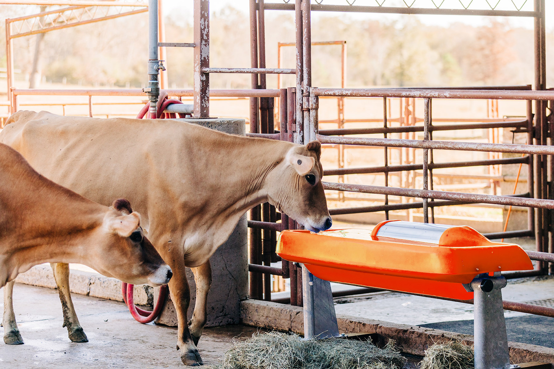 Key Ways to Keep Livestock Hydrated